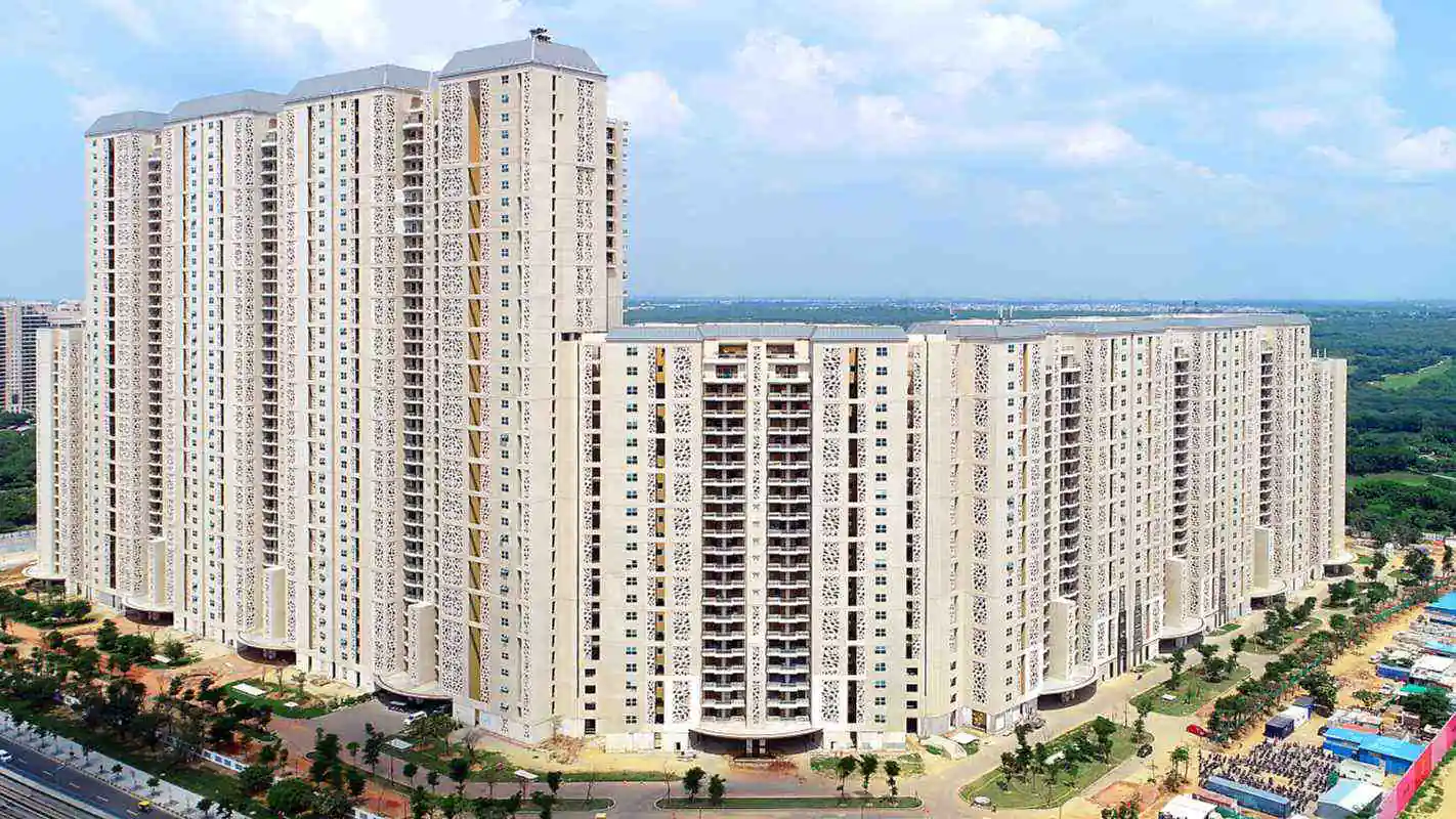 DLF Camellias